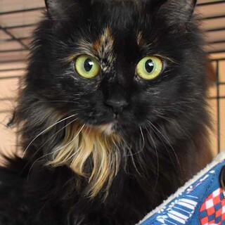 ティアラはお姫様。