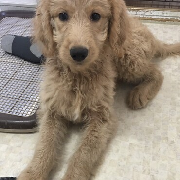 オリバーの写真