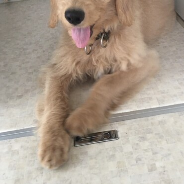 オリバーの写真