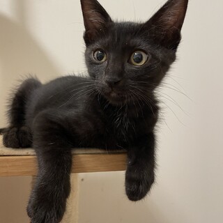 人慣れ抜群♡黒トラ♡せりちゃん♡