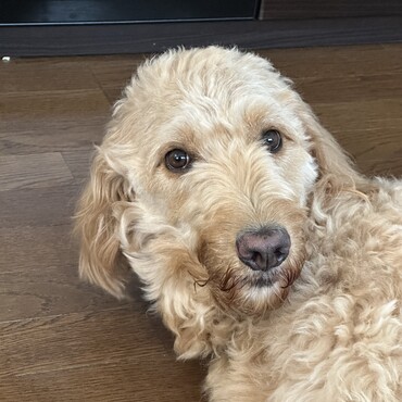 オリバーの写真