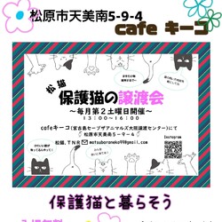 松猫 保護猫の譲渡会