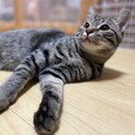 心は仔猫、身体は大人のかつおくん！