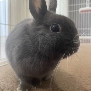 【ネザーランドドワーフ】