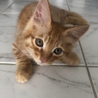 生後2ヶ月程の子猫です