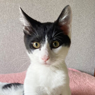 ☆あまあま甘えん坊イケニャンハチワレ男子★