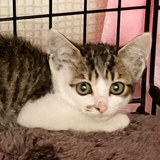 Help期限有り！人大好き人気のキジ白女子