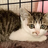 Help期限有り！人大好き人気のキジ白女子 サムネイル2