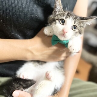 ヘソ天甘えたぽてとくん!!【FIV陽性】