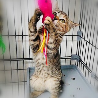 ツンデレが可愛いしおちゃん!!【FIV陽性】