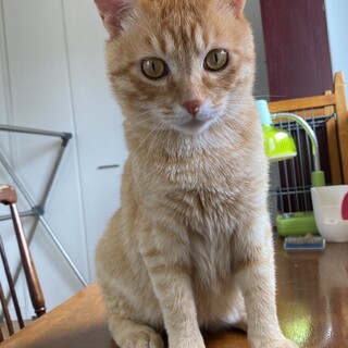 ケガと捨てられた辛い経験を乗り越えたむぎちゃん