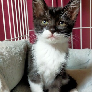 個性的な柄のマスクにゃんこ、なつめちゃん