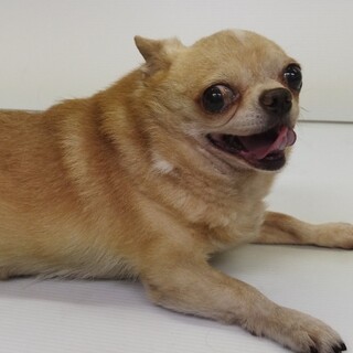 6歳ー7歳　チワワ　スムース　大人しい仔です・