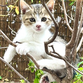 生後2ヶ月キジ白キュートな女の子