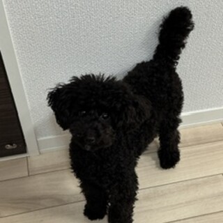 里親募集