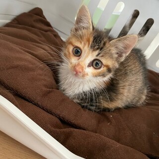 〝ミケちゃん〟です♪