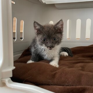 〝グレーノちゃん〟です♪