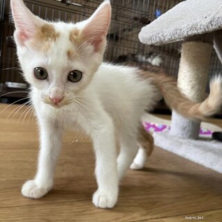 チームS　ちゃいくん