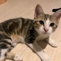 遊ぶの大好き♡ニーナちゃん
