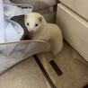 たぶんなんか悪いことしようとしてる