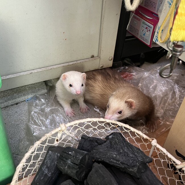 いへまやのカバー写真