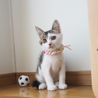 大人し目の美猫さん♪