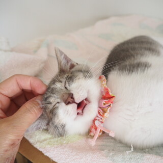 人馴れ抜群！グレー白女の子♪