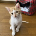 子猫3ヶ月くらい　オス・メス　里親さま募集します！