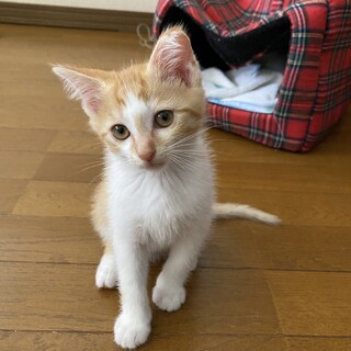 子猫3ヶ月くらい　オス・メス　里親さま募集します！