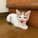 子猫3匹里親募集します。