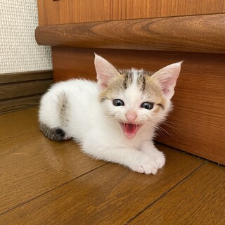 子猫3匹里親募集します。