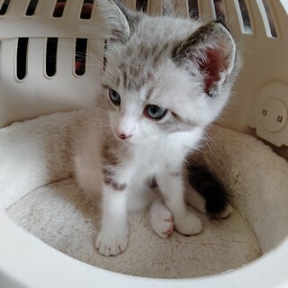 洋猫MIX？淡いグレーブルー★トミーくん