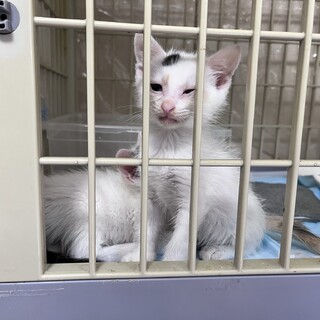 子猫同士でたのしく遊んでいます！ルナです