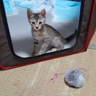 縞模様が控えめなきなこちゃん