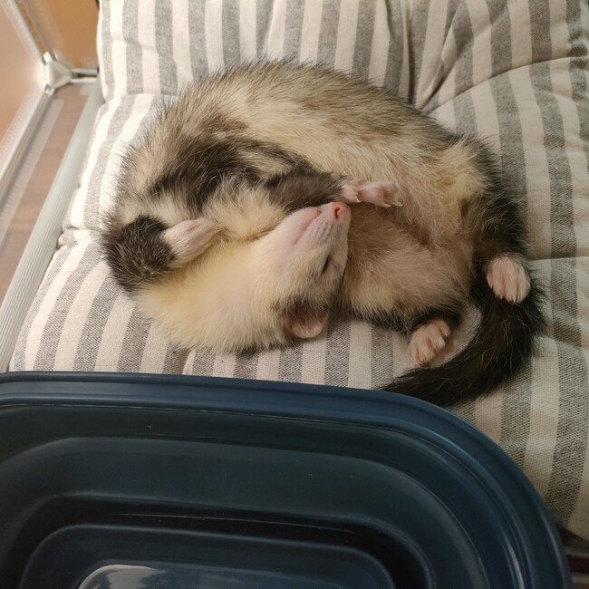 ゆむちのカバー写真