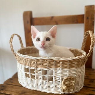 白猫4兄妹❣️生後2ヶ月の男の子と女の子✨