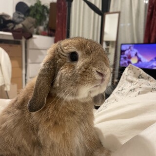 うさぎ　ホーランドロップイヤー　3歳