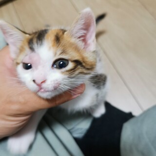 里親募集中！（5/17産まれ）