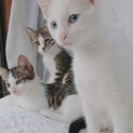 3ヶ月くらいの赤ちゃん猫　３匹　+ 真っ白母猫