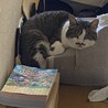 娘達の荷物入れをベッドに陣取ってます