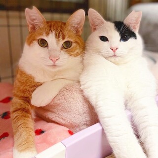 ダイクロイックアイのうらら♡モコモコのたいら