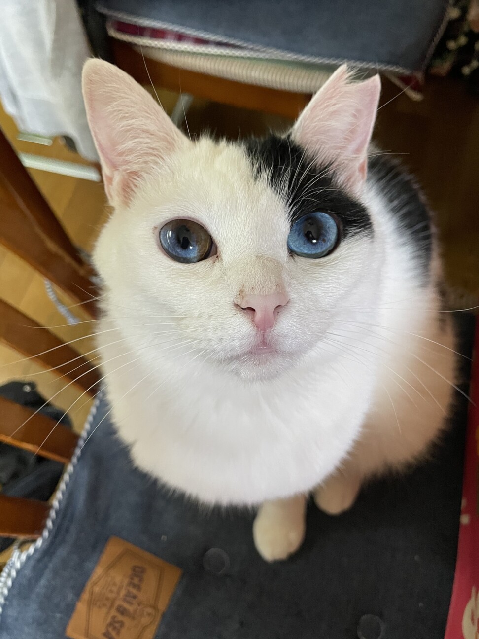 ダイクロイックアイのうら」奈良県 - 猫の里親募集(460790) 7枚目の