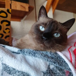 トライアル決定！抱っこ大好き可愛いシャムミックス