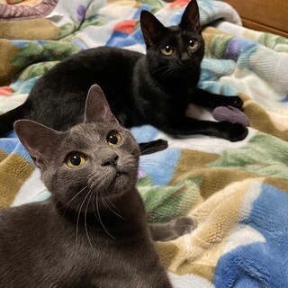 毛並みが美しいグレちゃん♡ラキちゃん