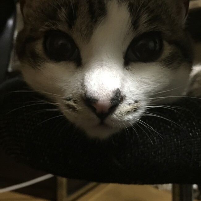しじみ2456のカバー写真