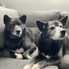 ボビとモカ　このサイトで里親になりました！