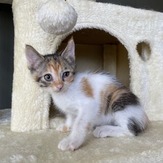 【兄弟譲渡④】ミケ×茶トラちゃん