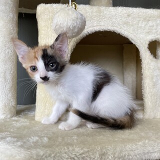 【兄弟譲渡④】三毛ちゃん