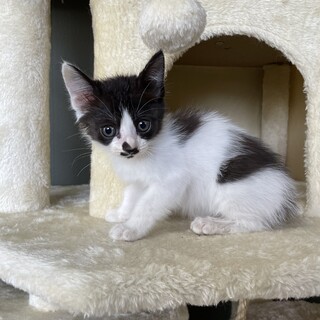 【兄弟譲渡④】白黒ハチワレ、メス