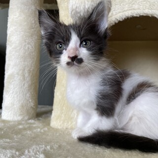 【兄弟譲渡④】白黒ハチワレ、長毛混じり